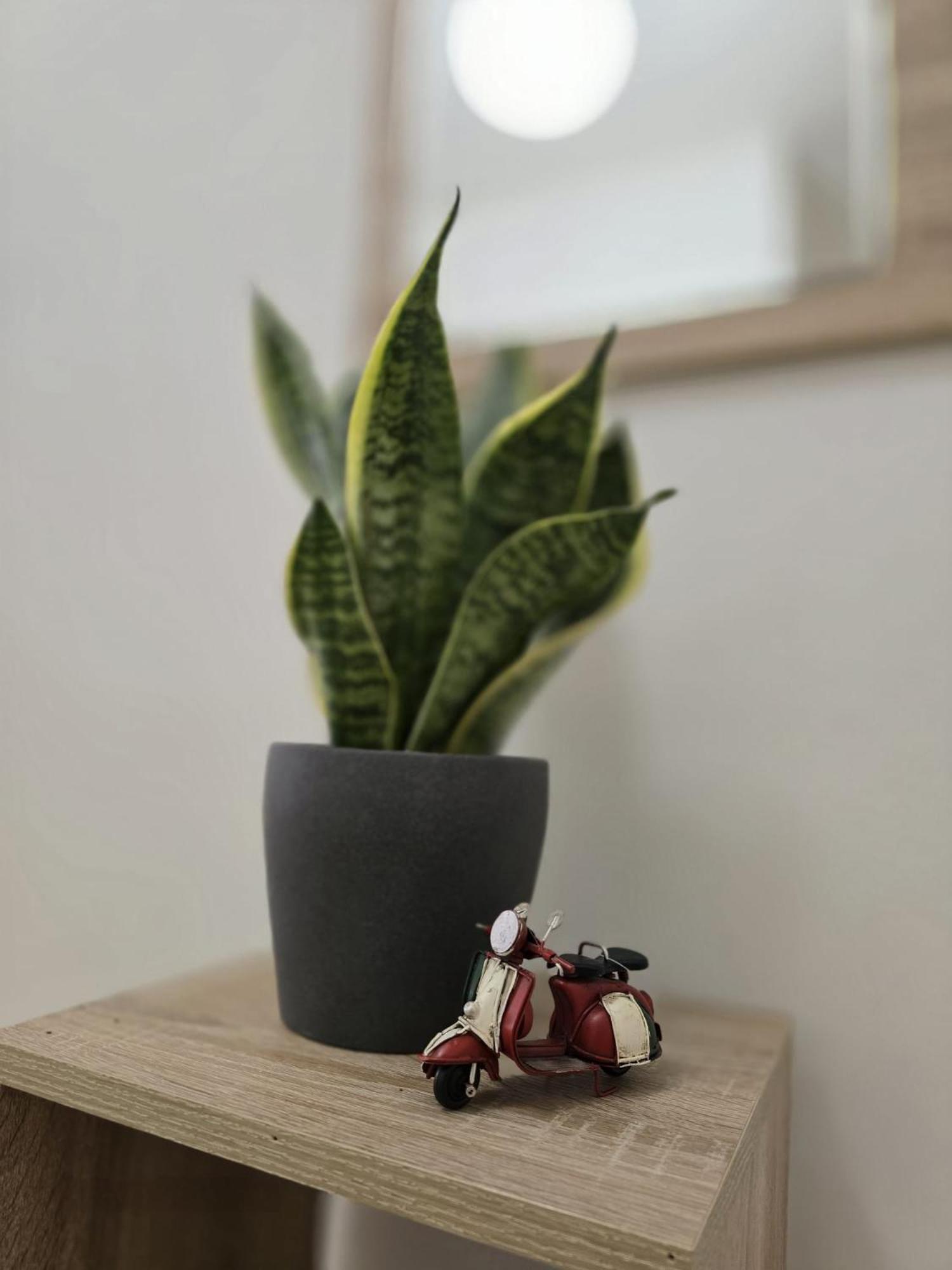 Apartment Aureum Loft